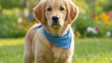 Pedigree, origine și socializare: criterii importante atunci când alegi un pui de rasă